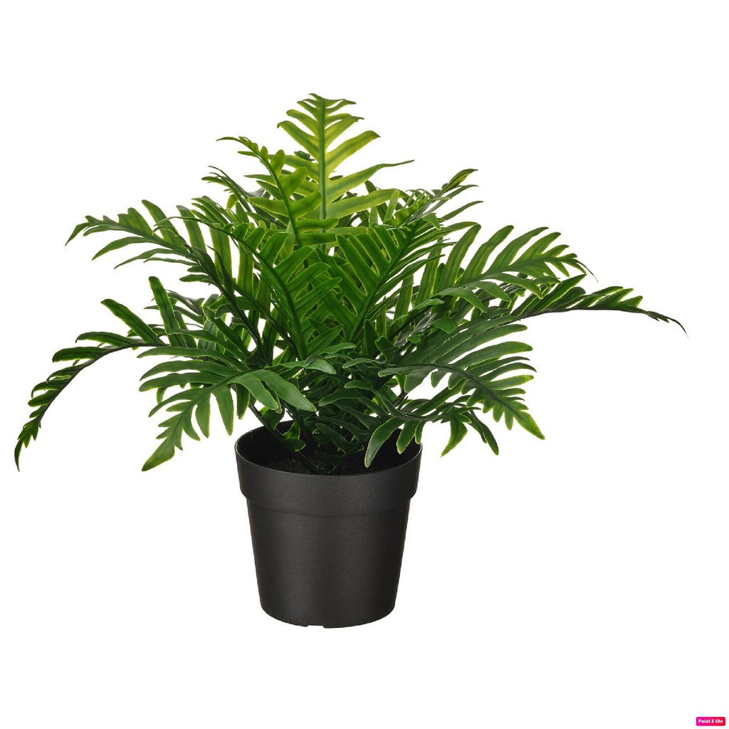 Fejka 9см навчит өвс