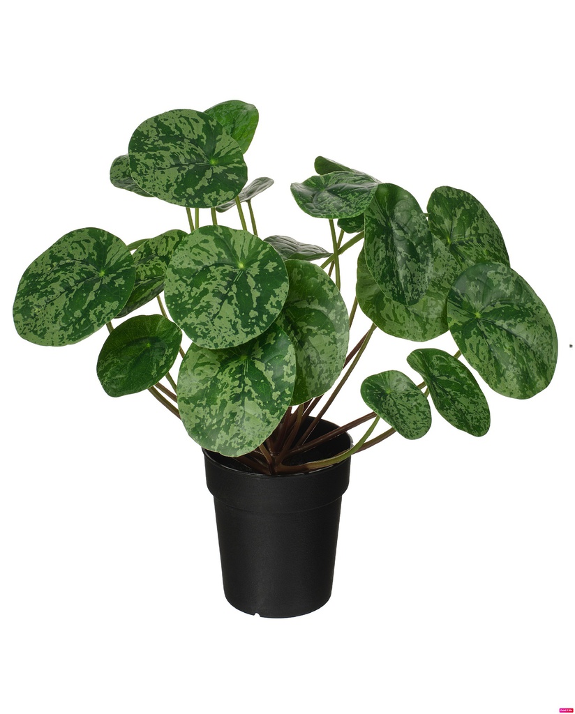 Fejka 9см навчит цэцэг