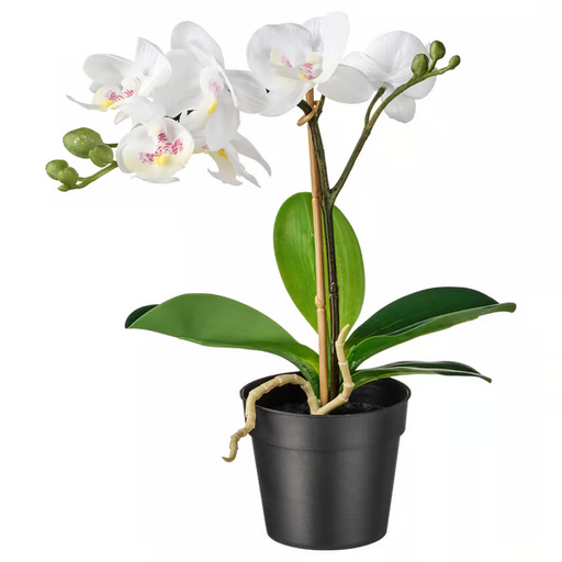 [802.949.37] Fejka 9см цагаан цэцэг orchid